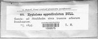 Candolleomyces candolleanus image